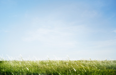 green grassy park field outdoors concept