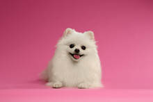 Closeup Portrait Of White Spitz Dog On Colored Background