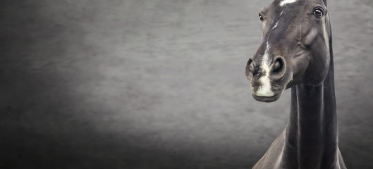 Wall Mural - Close up of black horse portrait on dark textured background, banner