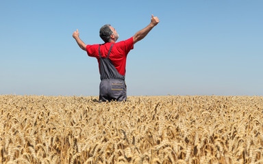 Wall Mural - Agricultural scene, happy farmer in wheat field with hands and thumbs up