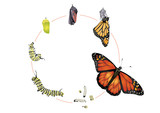 Fototapeta  - Life cycle of monarch butterfly.