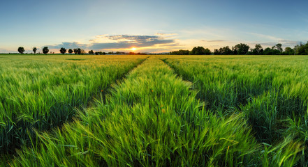 Poster - Sunset over wheat field with path