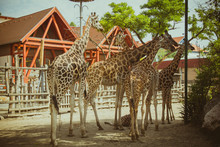 Group Of Giraffes In The Zoo
