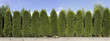 hedge from green  thuja trees