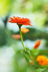 Wall Mural - Orange zinnia with soft  blur background