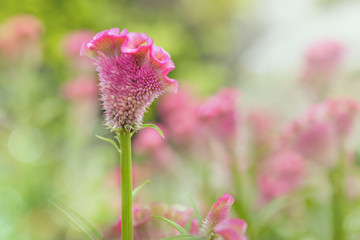 Wall Mural - Cockscomb flowers pink with soft blur background