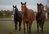 Fototapeta Konie - tree horses in the field 