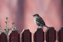 Male House Sparrow Resting On A Fence