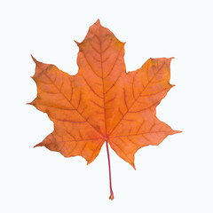 Wall Mural - maple leaf red autumn