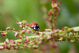 Fototapeta Tulipany - Ladybird