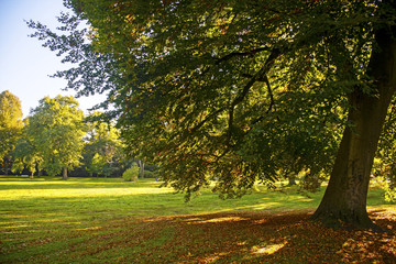 Wall Mural - large beech in the park in golden autumn light