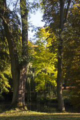 Wall Mural - big old trees at a pond in the autumn park