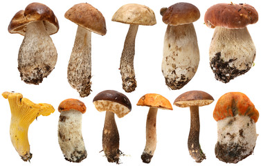 Wall Mural - Wild Foraged Mushroom selection isolated.  Boletus Edulis