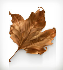 Wall Mural - dry maple leaf, autumn vector icon
