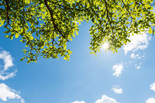 Green leaves against blue sky