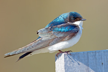 Wall Mural - Male Tree Swallow