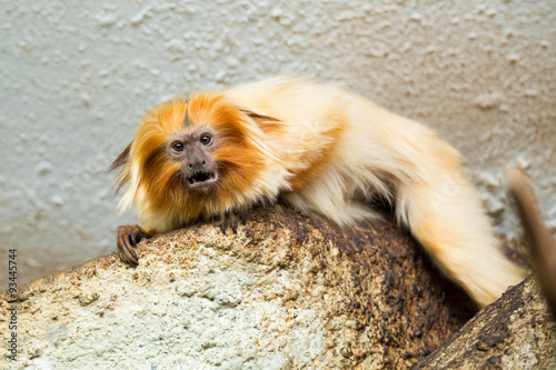 Photo  Golden Lion Tamarin