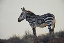 Cape Mountain Zebra (Equus Zebra Zebra), Karoo National Park