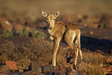 Red Hartebeest (Alcelaphus Buselaphus) Calf, Karoo National Park