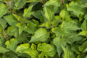 Wall Mural - Stinging Nettle (Urtica dioica) in the garden. Medical herbs series.