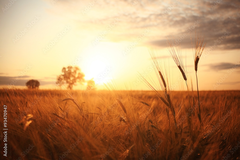 Sunset in Europe in a wheat field - obrazy, fototapety, plakaty 
