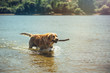 © Micko1986 - Golden labrador retrieving a stick from the water.