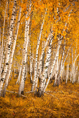  Autumn birch forest