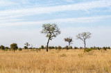 Fototapeta Sawanna - Paesaggio savana Kruger park Sudafrica