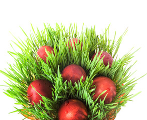 Easter eggs in green grass with water drops on white.