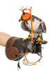 Wild young falcon with cap on trainer glove isolated