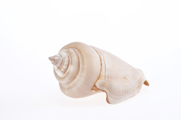 single seashell isolated on white background