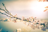 vintage beautifully cherry blossom