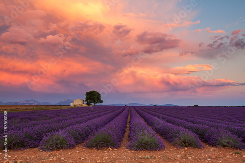 Fototapeta do kuchni Lavender field on sunset, Provence, France