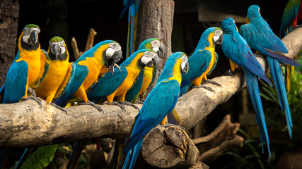 The macaws