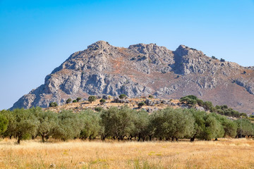 Wall Mural - Olive trees. Rhodes, Greece