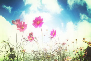 Wall Mural - Retro cosmos flower fields background.