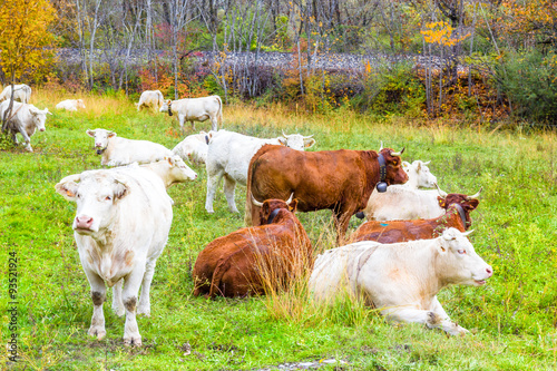Plakat brown and white cow in the pasture in France