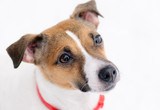 Fototapeta Psy - Winter portrait of begging sad dog. Jack Russell Terrier on white background