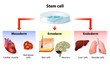 stem cell application