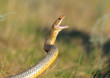 © Victor Tyakht - Large whipsnake in attack