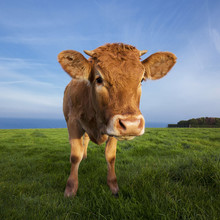 Portrait Of Brown Cow