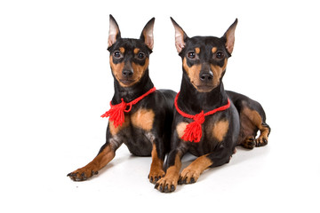 Two pinscher (isolated on white)