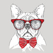 Image Portrait bulldog in the cravat and with glasses. Vector illustration.
