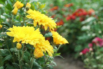 Poster - Beautiful chrysanthemum flowers, close-up, outdoors