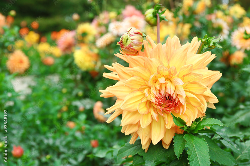Beautiful chrysanthemum flower, close-up, outdoors