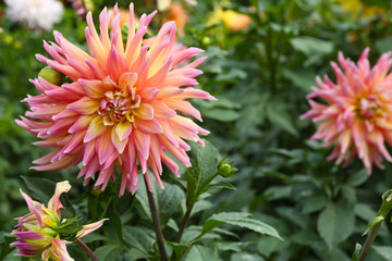 Canvas Print - Beautiful chrysanthemum flowers, close-up, outdoors