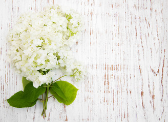 white hydrangea