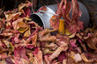 © el_caro - Aluminum water-can, full of dry fallen leaves, red and yellow / Алюминиевый бидон, полный сухих осенних виноградных листьев