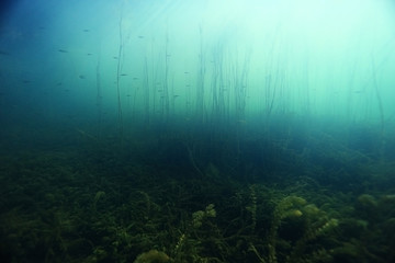 underwater scenery in the river diving