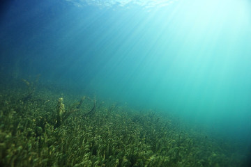  underwater scenery in the river diving